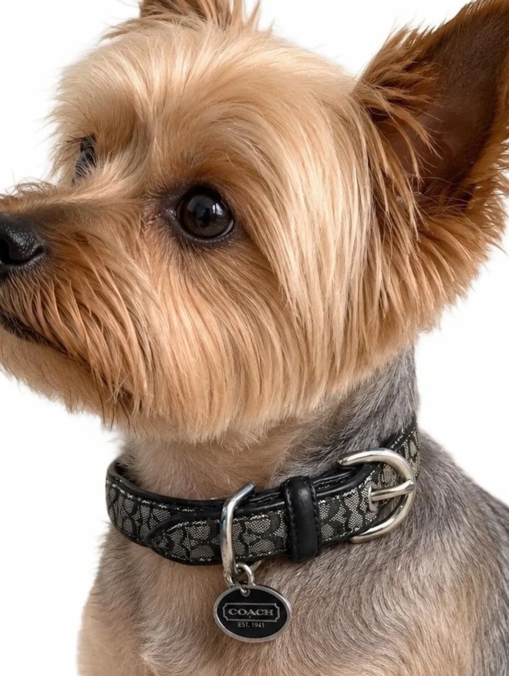Coach Rare Black Signature Jacquard Authentic Dog Collar and Leash Set